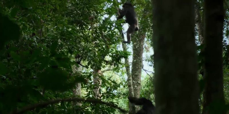 A western male is chasing Bartoli into the canopy