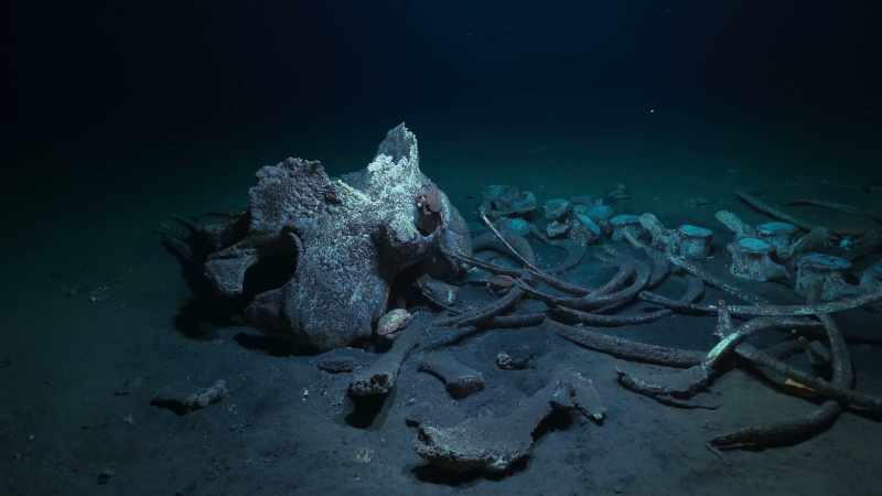 A whale fall is a temporary oasis