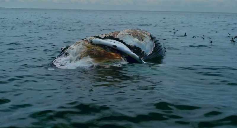 A whale floating at the surface like this