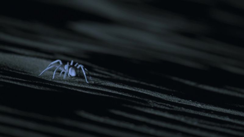 A white lady spider