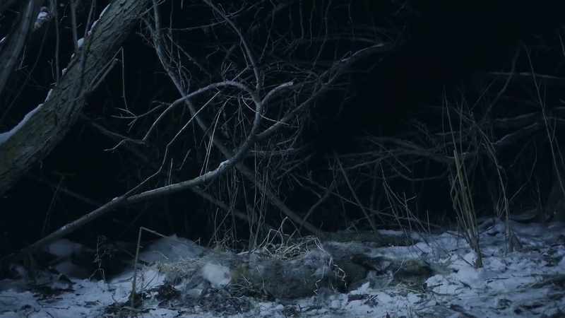 A white-tailed deer is carefully cached in the snow