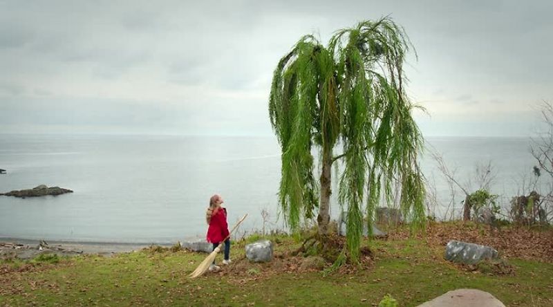 A willow tree