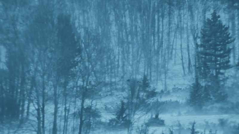 A wolf is more nimble in thick woodland