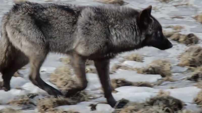 A wolf pack would go straight for the kill