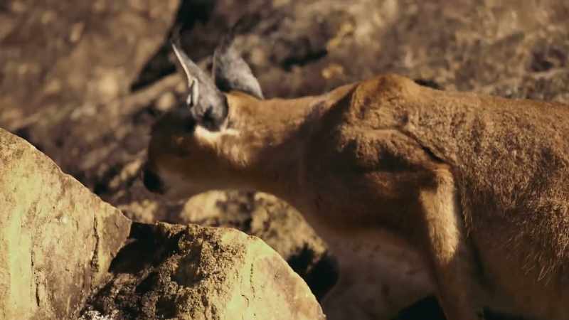 A young caracal has ventured into town