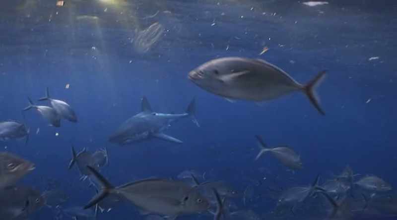 A young great white may be more inclined to go ballistic