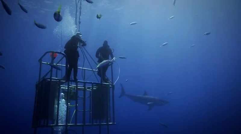 A young great white shark may approach a tour boat