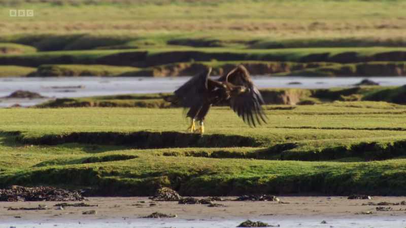 A young, inexperienced eagle tries his luck