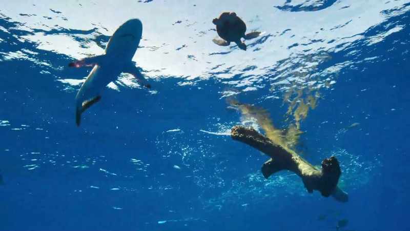 A young ocean-going silky shark is here too