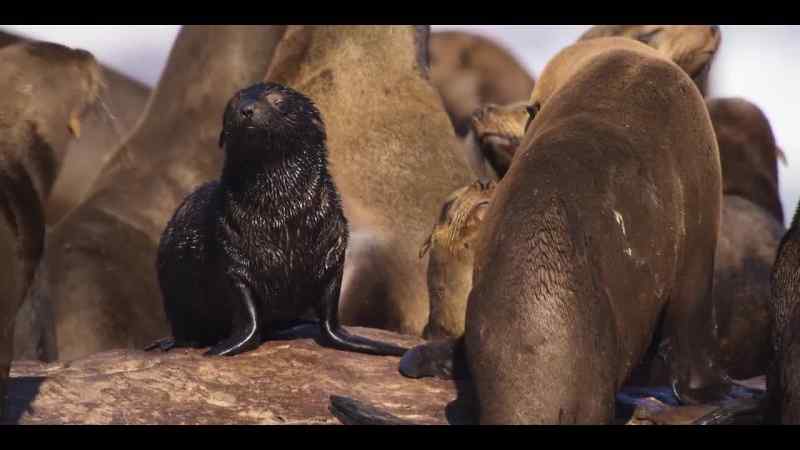 A young seal pup, just eight weeks old