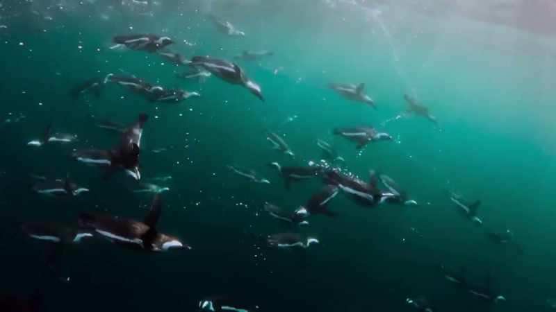 Able to dive to depths of 80 meters