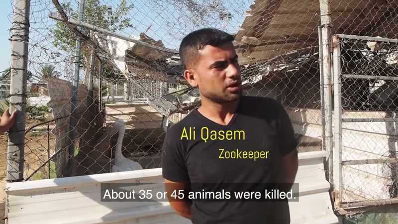 About 35 animals died
