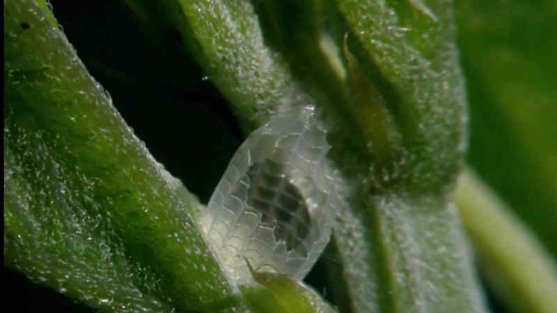 About a week later the caterpillars emerge