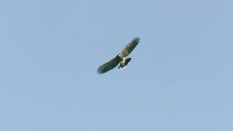 Above, his mother coordinates the hunt