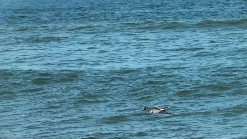 Above, pelicans, and osprey