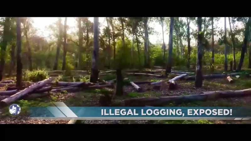 According to a study published in 2015, 15 billion trees are being cut each year