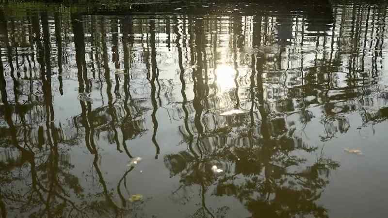 Across the swamp in West Fork