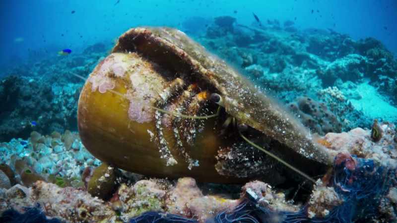 Activity in coral reefs, wherever they are, never ceases