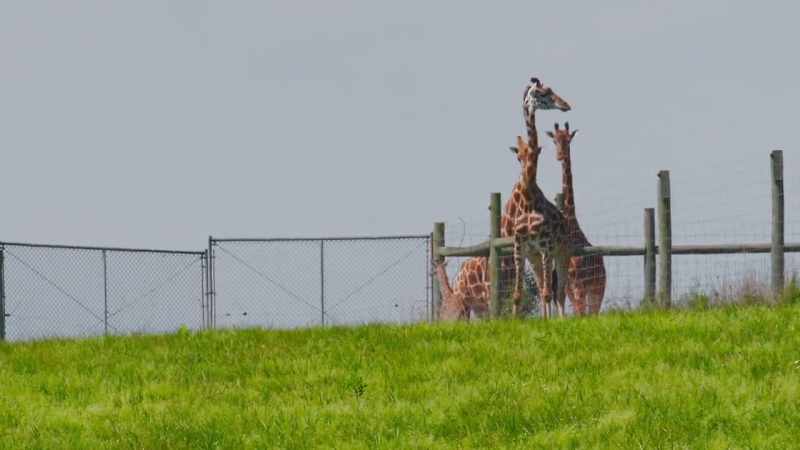 Adam: In my time here at the wilds, I've learned that