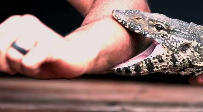 Adding venomous bites... - Let go!
