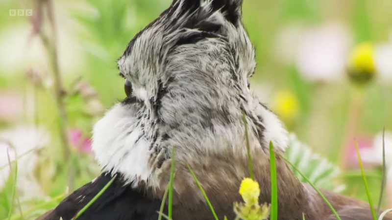 Adult lapwings have excellent eyesight