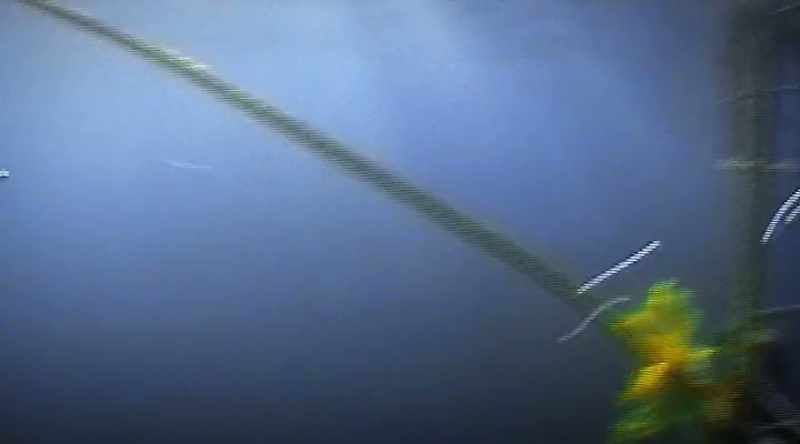 After a few moments, one disappears into the deep