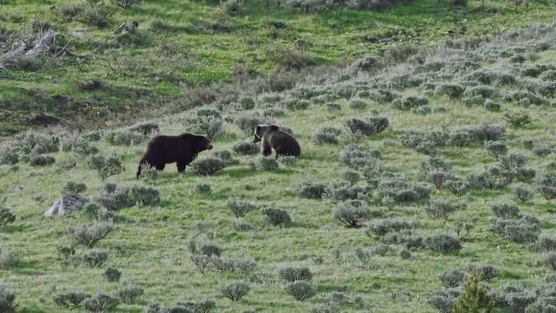 After a long chase, the female turns and greets her suitor