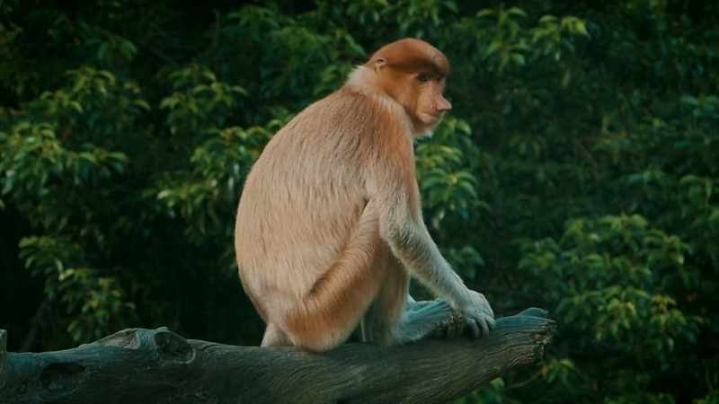 AFTER ALL, A SMALL CHILD IS A SIMILAR SIZE TO A MONKEY