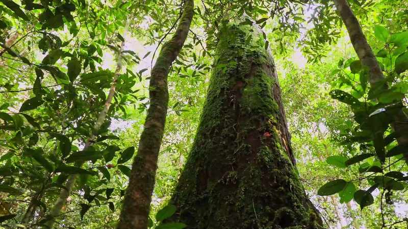 After all, in the jungle, there's a lot to explore
