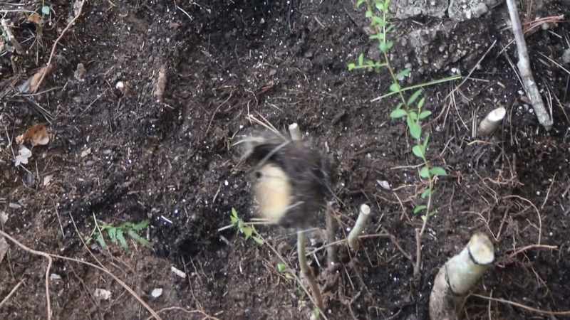 After we found the skull