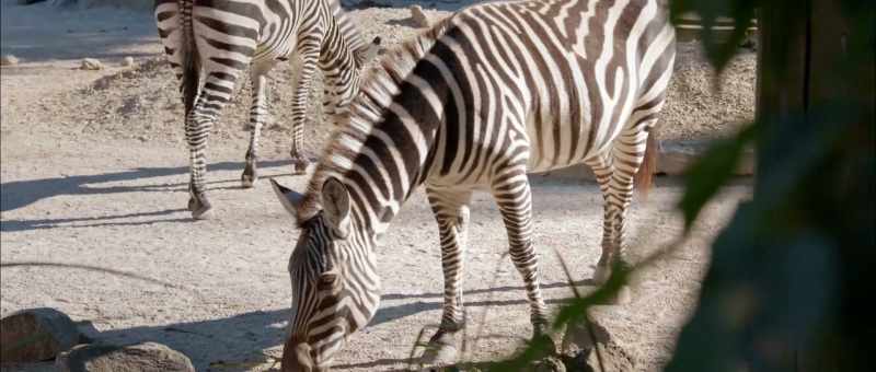 After we left the zebras