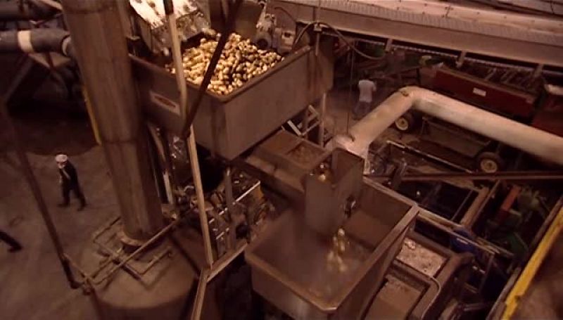 AFTER SORTING, THE POTATOES DROP INTO A COLLECTION BIN