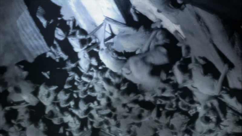 After the successful test with the unarmed bats
