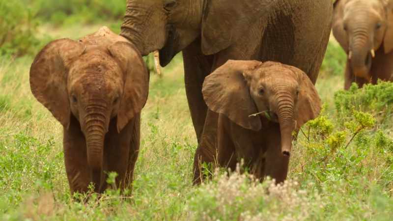 After their morning's grazing, the herd move on to the river