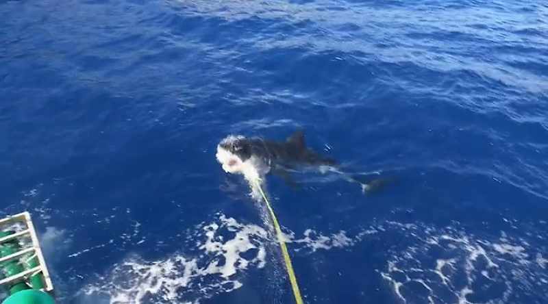 Again and again, bait lures sharks toward a cage