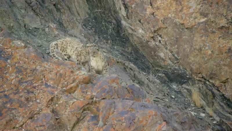 Against all odds, snow leopards are still breeding