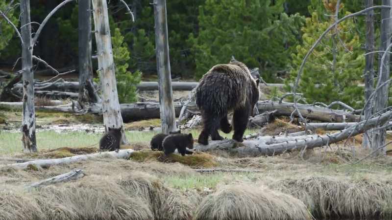 Against the odds, all three cubs have survived