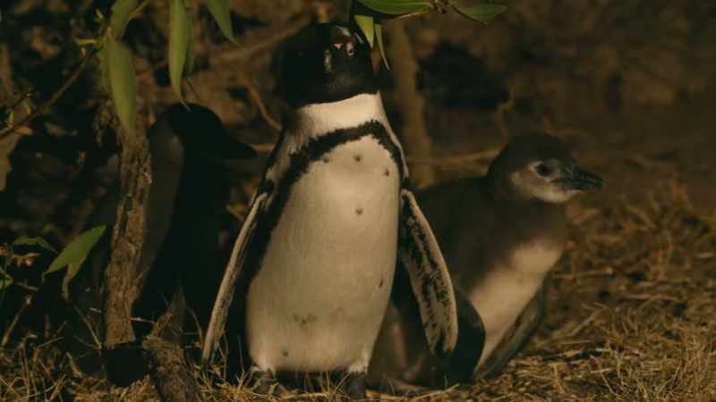 Against the odds, Dad's kept them fed