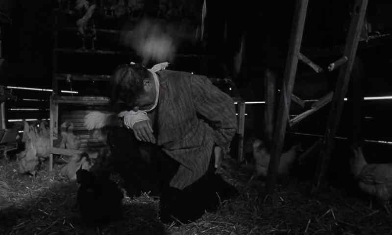 [Agitated Clucking]