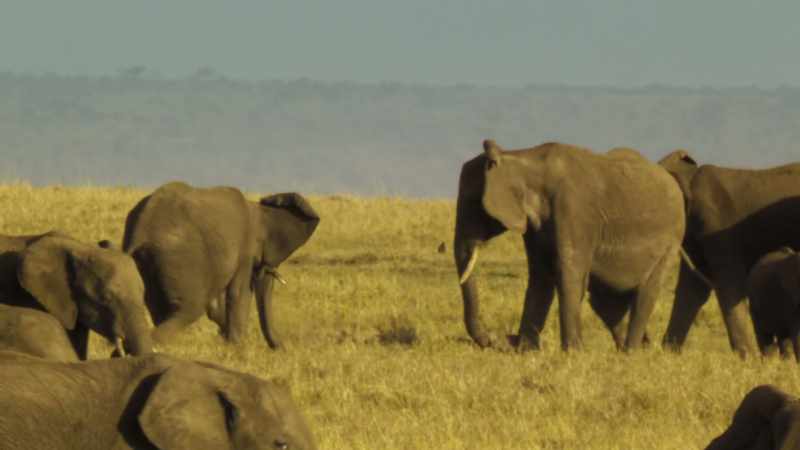 AGITATED TRUMPETING AND RUMBLING