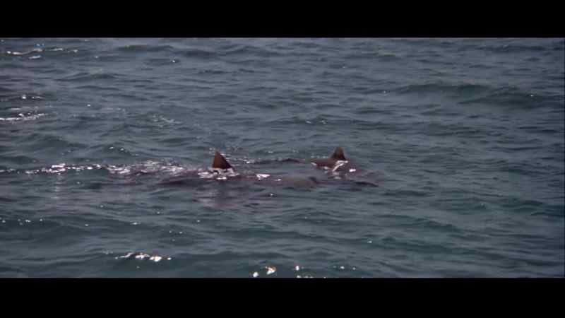 Ahh. The sharks have them. Make port