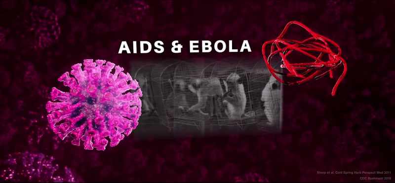 AIDS and the Ebola virus are believed to have come