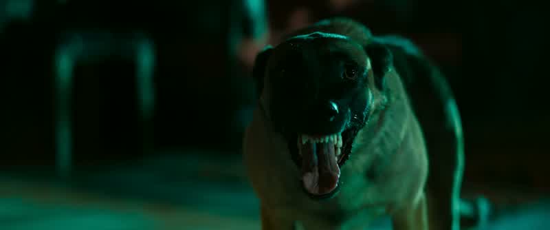 Aimes-tu les chiens, John?