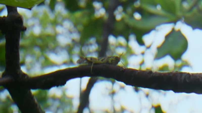 Aiming, they allow for the refraction and distortion
