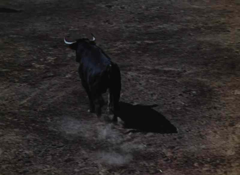 Ajá. ¡Ajá, toro!