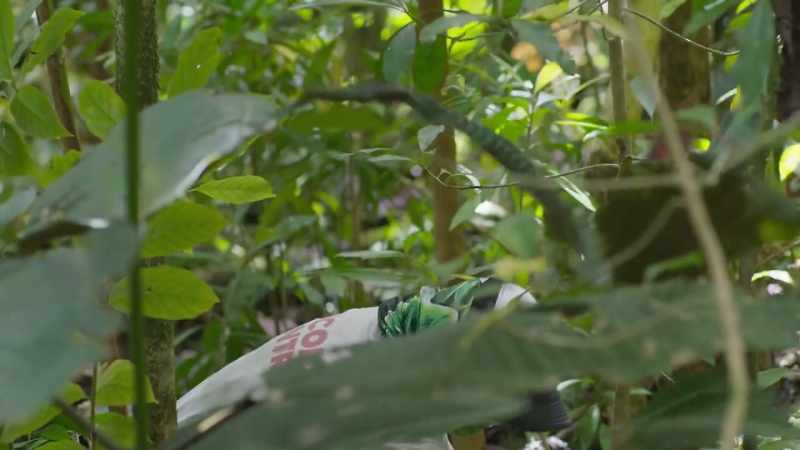 Aja's fierce passion to protect these native forests is evident