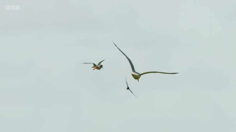 Alarm calls warn all the chicks