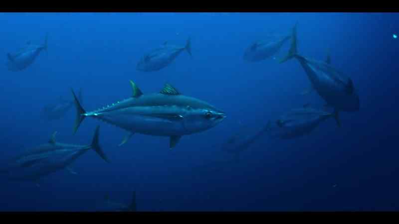 Albacore, bigeye and skipjack