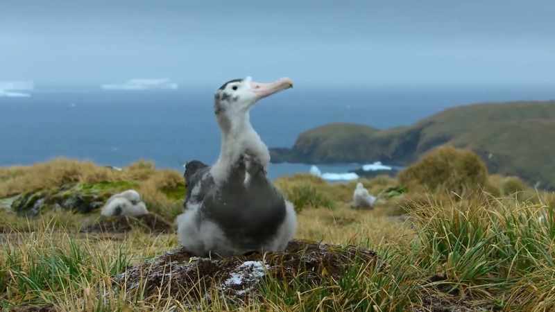Albatross chicks need to spend a whole year growing