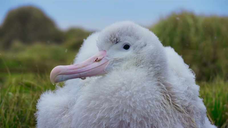 (ALBATROSS SHRIEKING)